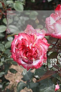 上海银行信用卡逾期已还本金 上海银行信用卡逾期已还本金