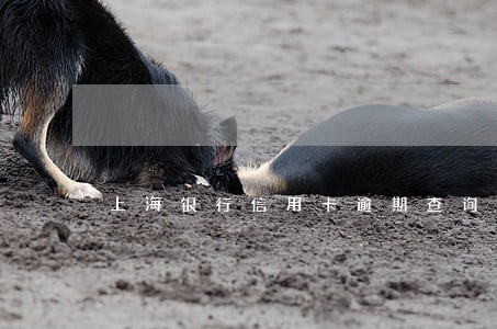 上海银行信用卡逾期查询