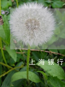 上海银行信用卡逾期计算 上海银行信用卡逾期计算