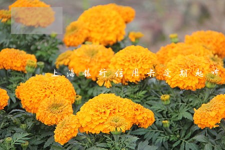 上海银行信用卡逾期起诉率高吗 上海银行信用卡逾期起诉率高吗
