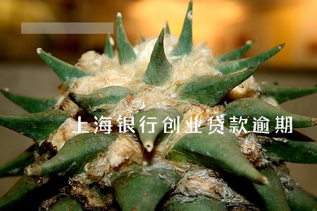 上海银行创业贷款逾期 上海银行创业贷款逾期