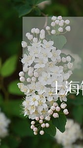 上海银行摇钱花逾期 上海银行摇钱花逾期
