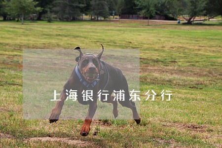 上海银行浦东分行 上海银行浦东分行