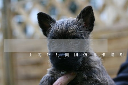 上海银行美团信用卡逾期 上海银行美团信用卡逾期