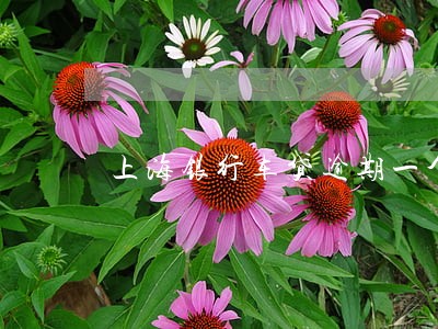 上海银行车贷逾期一个月 上海银行车贷逾期一个月