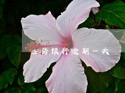 上海银行逾期一次 上海银行逾期一次