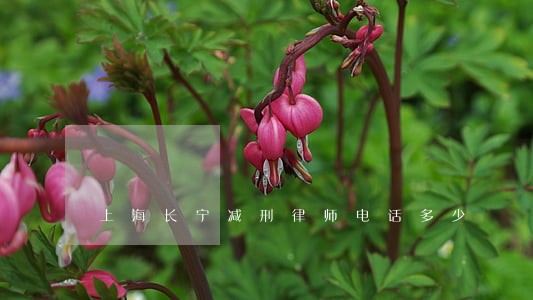 上海长宁减刑律师电话多少 上海长宁减刑律师电话多少