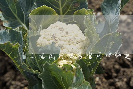 上海闵行债务官司律师电话 上海闵行债务官司律师电话
