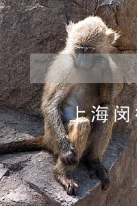 上海闵行刑事重罪律师网站 上海闵行刑事重罪律师网站