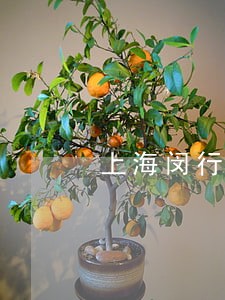 上海闵行区债务案件律师电话 上海闵行区债务案件律师电话