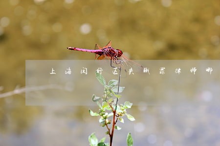 上海闵行区失职罪律师哪家好