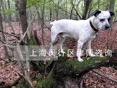 上海闵行区律师咨询 上海闵行区律师咨询