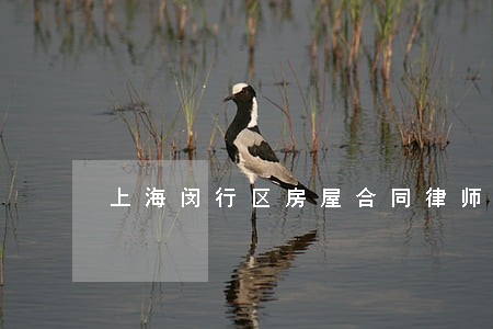 上海闵行区房屋合同律师服务费用 上海闵行区房屋合同律师服务费用