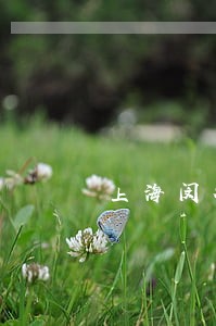 上海闵行聘请找刑事律师 上海闵行聘请找刑事律师