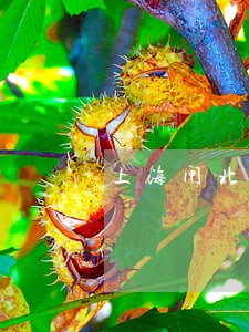 上海闸北房产纠纷官司律师