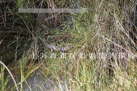 上海青浦区婚姻债务律师 上海青浦区婚姻债务律师