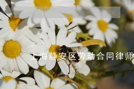 上海静安区劳动合同律师费用 上海静安区劳动合同律师费用