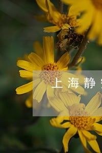 上海静安区张莉律师律师介绍 上海静安区张莉律师律师介绍