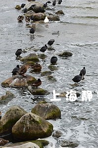上海静安区私人法律顾问 上海静安区私人法律顾问