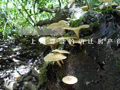 上海靠谱的动迁房产律师