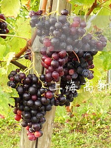 上海高新区法律援助 上海高新区法律援助