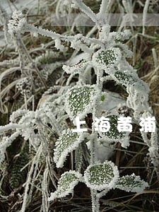 上海黄浦区刑事减刑律师 上海黄浦区刑事减刑律师