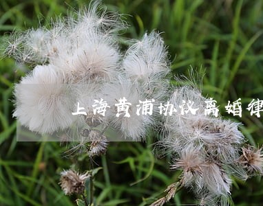 上海黄浦协议离婚律师需要多少钱 上海黄浦协议离婚律师需要多少钱