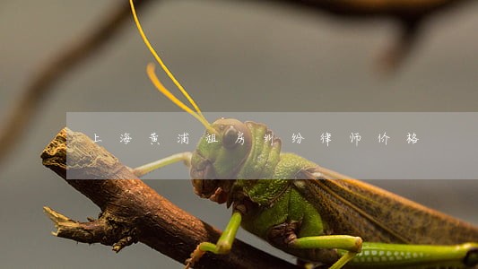 上海黄浦租房纠纷律师价格 上海黄浦租房纠纷律师价格