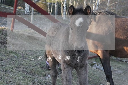 上犹法律顾问 上犹法律顾问