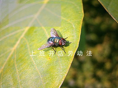 上班开店劳动法