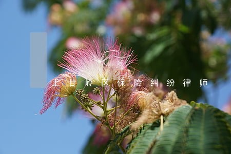 上甘岭区保险纠纷律师 上甘岭区保险纠纷律师