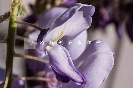 上的知识产权律师 上的知识产权律师