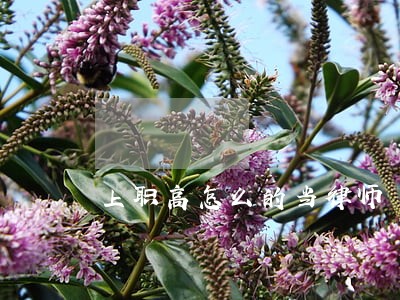 上职高怎么的当律师 上职高怎么的当律师