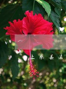 上蔡县法院公开网 上蔡县法院公开网