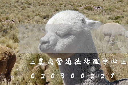 上虞交警违法处理中心上班时间/2023020300227 上虞交警违法处理中心上班时间/2023020300227