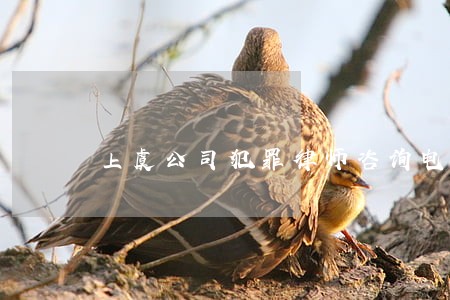 上虞公司犯罪律师咨询电话 上虞公司犯罪律师咨询电话