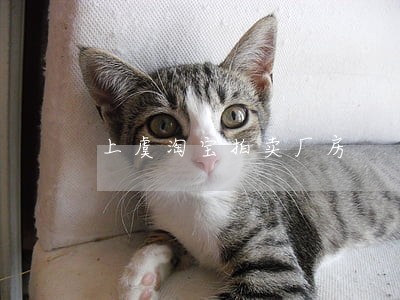 上虞淘宝拍卖厂房