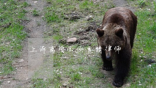 上诉离婚必须要请律师 上诉离婚必须要请律师