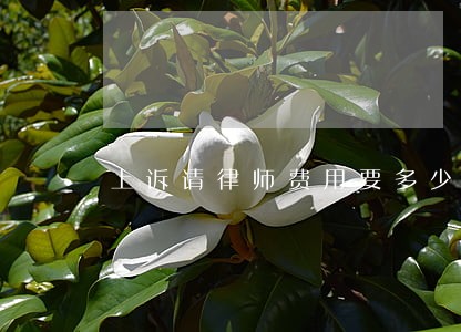 上诉请律师费用要多少 上诉请律师费用要多少