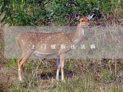 上门催收违法嘛 上门催收违法嘛