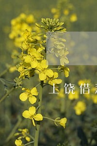 上饶借款担保合同咨询律师