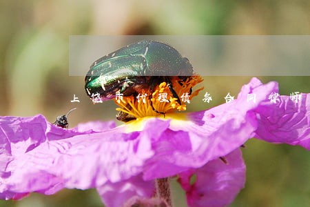 上饶市代理债务合同律师怎么聘请