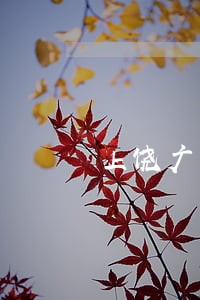 上饶广丰法院服务