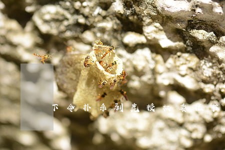 下令扑杀驯鹿授权委托书