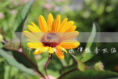 下列不属于法律服务队伍建设的是 下列不属于法律服务队伍建设的是
