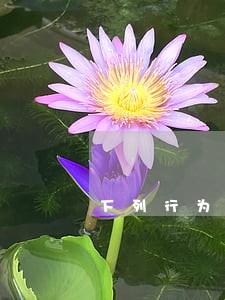 下列行为不违反民法自愿原则
