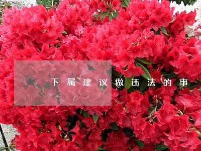 下属建议做违法的事 下属建议做违法的事