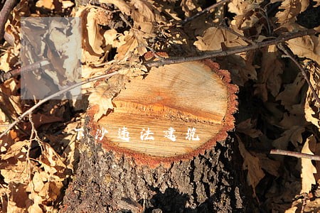 下沙违法建筑 下沙违法建筑