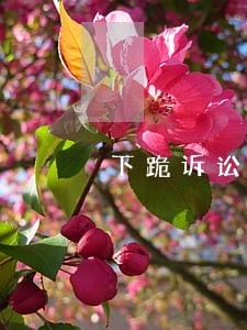 下跪诉讼都没用