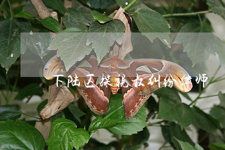 下陆区探视权纠纷律师 下陆区探视权纠纷律师